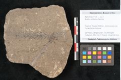 Foto (Objekt + Etikett) von Walchia piniformis Sternbg. (NHMW-GEO-2024-0188-11126)